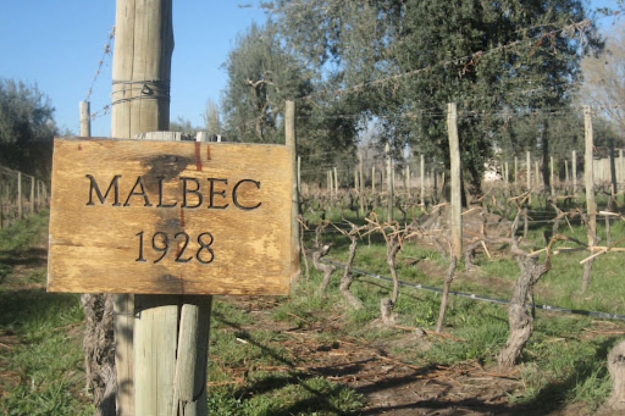Image: Mendel Wines vineyard, where it produces Malbec.