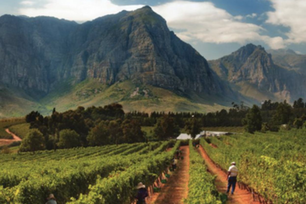 Museum Wines is a South African wine specialist