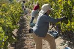 Photo for: Wines of Chile's UK director Anita Jackson tells us why the South American country a must-stock for independents